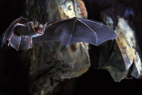 Myotis myotis, Greater mouse-eared bat, in flight, Brittany France. Photo credit Olivier Farcy